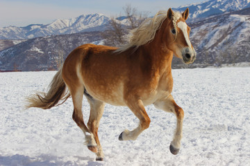 a horse with a white maned breed haflinger runs gallop through the snow in winter