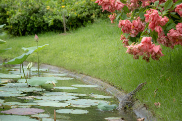 monitor lizard climbs out of the reservoir to the shore of a park in Bangkok