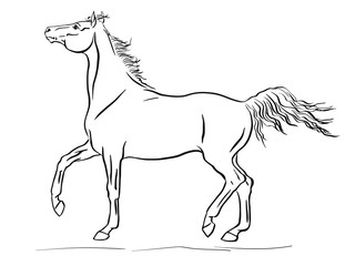 Obraz na płótnie Canvas Young arabian horse is trotting.
