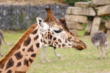 Giraffe portrait, head and face, with ostriches in background