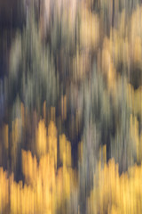 Fall Color Abstract