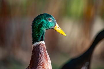 indian runner duck in the garden