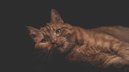 Portrait rote Katze mit gelben Augen schauen in die Kamera liegend schwarzer Hintergrund