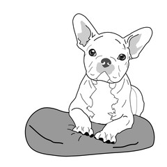 French Bulldog Terrier Boston Dog Canine Pillow Vector Illustration