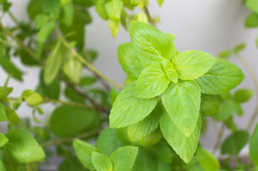 Fototapeta na wymiar Close up fresh green basil herb leaves.