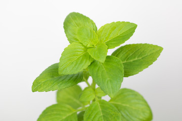 Close up fresh green basil herb leaves.