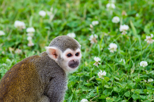monkey in grass