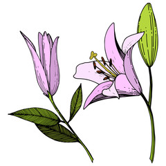 Vector Pink Lily floral botanical flower. Engraved ink art. Isolated lilies illustration element on white background.