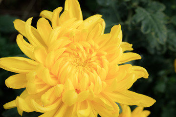 close up yellow chrysanthemum flower bloom beautiful, flower in garden, The concept of summer or spring