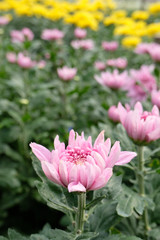 Fototapeta premium close up pink chrysanthemum flower bloom beautiful, flower in garden, The concept of summer or spring with copy space