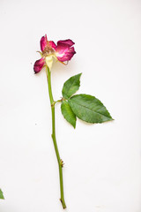 botanical picture of a faded red rose with open stamens on a white isolated background