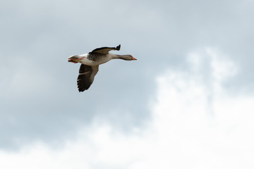 Greylag Goose in Flight