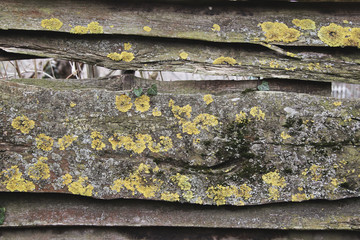 Old wooden fence with lichens