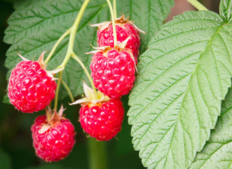 raspberry branch in the garden