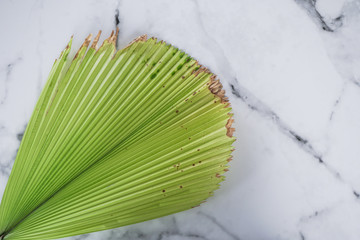 Fiji Fan Palm,leave of Fiji Fan Palm Tree,Fiji fan palm and green background,Pritchardia pacifica on white mable background.