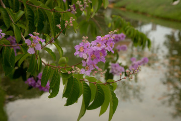 Old Beautiful Thai Temple wat Mahathat, Ayutthaya Historical Park, Ayutthaya, Thailand