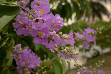 Old Beautiful Thai Temple wat Mahathat, Ayutthaya Historical Park, Ayutthaya, Thailand