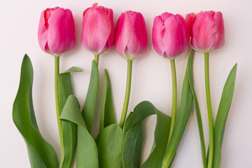 pink tulips on white background