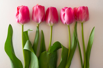 pink tulips 