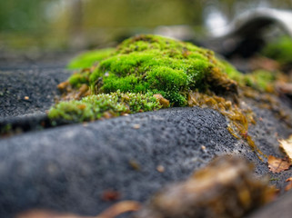 Fototapeta na wymiar moss growing on the roof slate