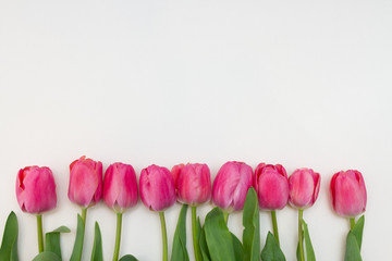 tulips isolated on white background. free space for text