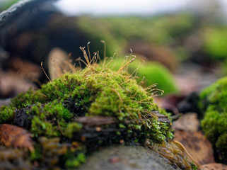moss growing on the roof slate
