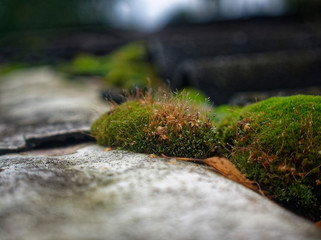 moss growing on the roof slate