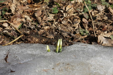  The first flowers - snowdrops make their way through the snow in the spring forest