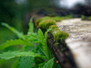 moss growing on the roof slate