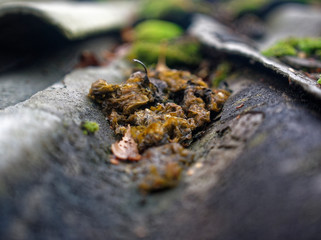 moss growing on the roof slate