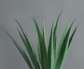 Green leaves of aloe plant on grey background