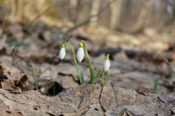 The first spring flowers - snowdrops bloomed in the forest