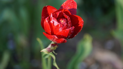 red tulip in the garden