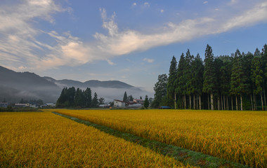 Beautiful rice field in Akita, Japan