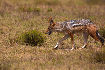 black backed jackel