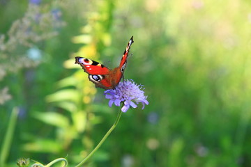 Motyl Rusałka Pawik
