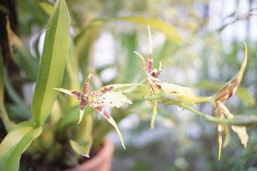 nature, insect, green, plant, grass, macro, leaf, grasshopper, tree, spring, bug, flower, animal, branch, summer, wild, garden, flora, leaves, wildlife, closeup, close-up, dragonfly, spider, fauna