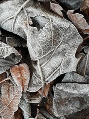 Frozen leaves 