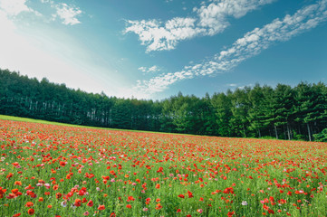 北海道の花畑　ポピー