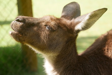 Kangaroo