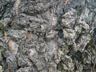 Texture trunk old gray tree close up