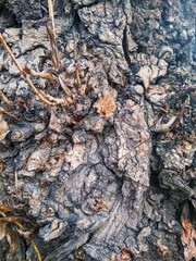 Texture trunk old gray tree close up