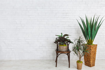 Set of different home plants, copy space