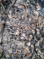 Texture trunk old gray tree close up