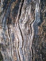 Texture trunk old gray tree close up