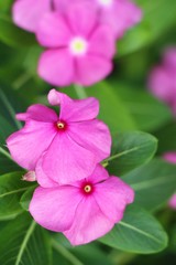 Obraz premium Beautiful bloom colorful flowers in the garden