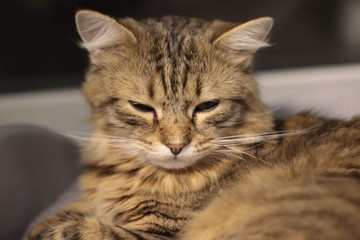 Отдых после трапезы.