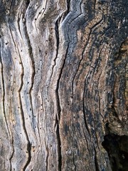 Texture trunk old gray tree close up