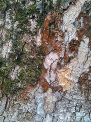 Texture trunk old gray tree close up