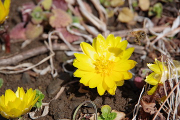 福寿草　フクジュソウ　飛び立つ蜂　ハチ
